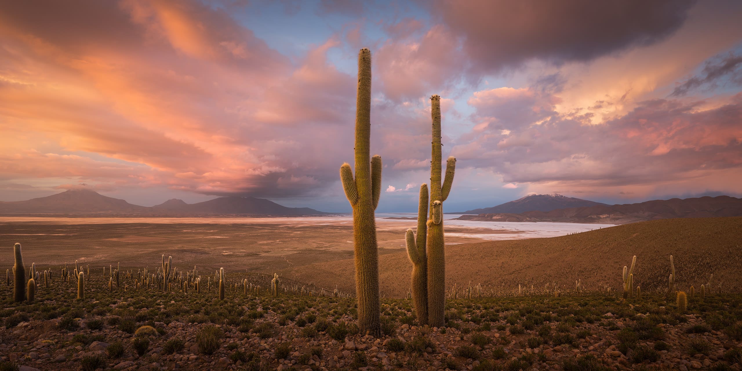 Gigantic Cacti rising above salt flats at sunset in the Altiplano