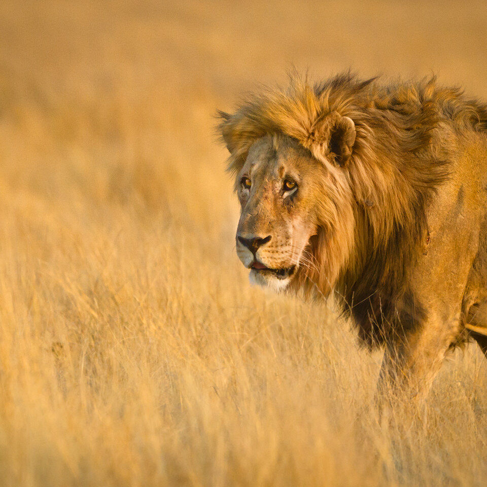 Male lion in morning light.