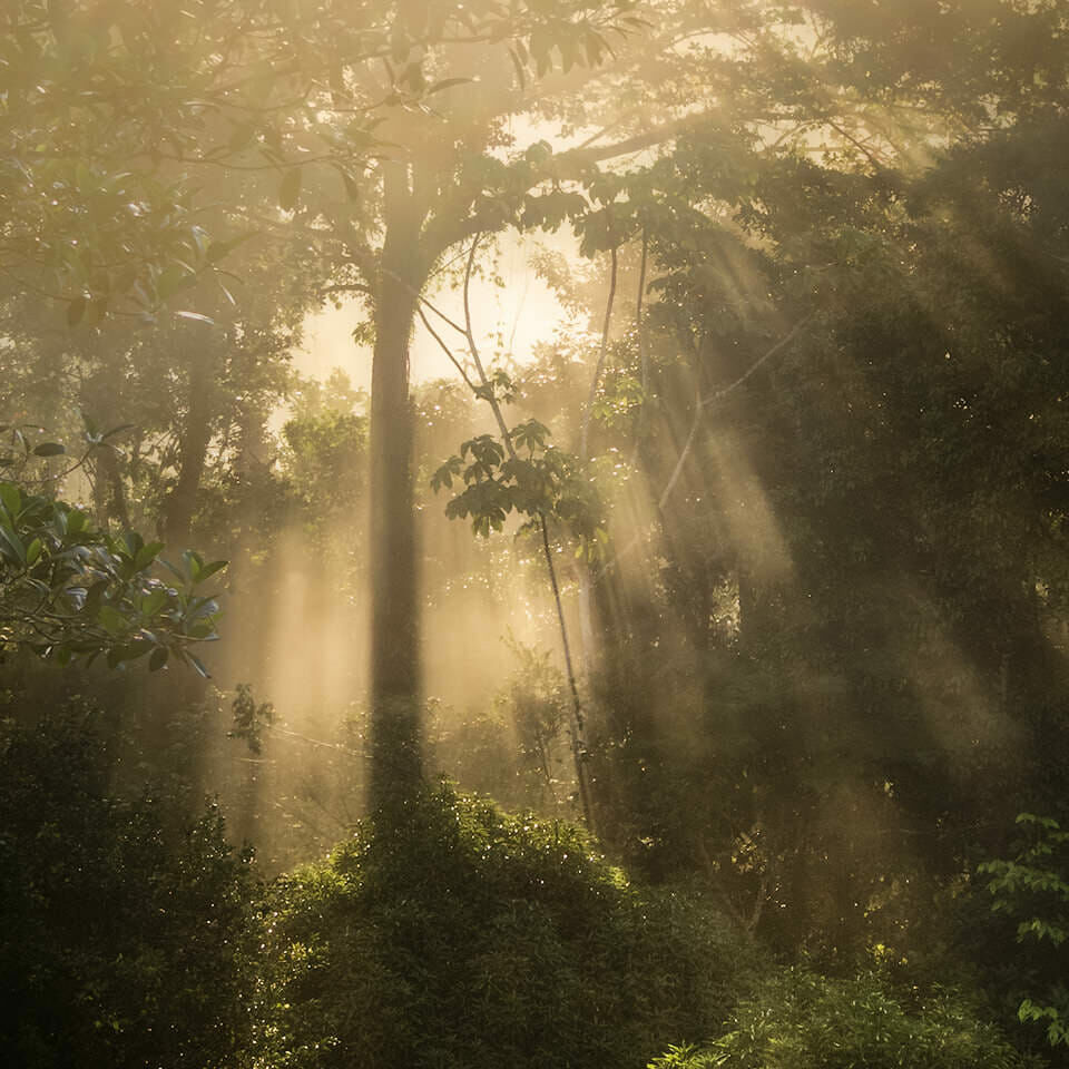 Light filtering through rainforest vegetation.