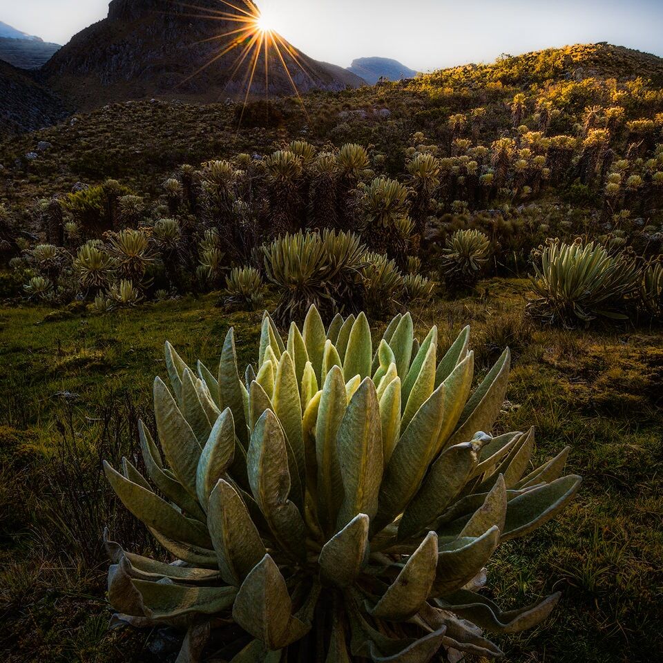 Páramo vegetaion at sunrise in Parque Nacional El Cocuy