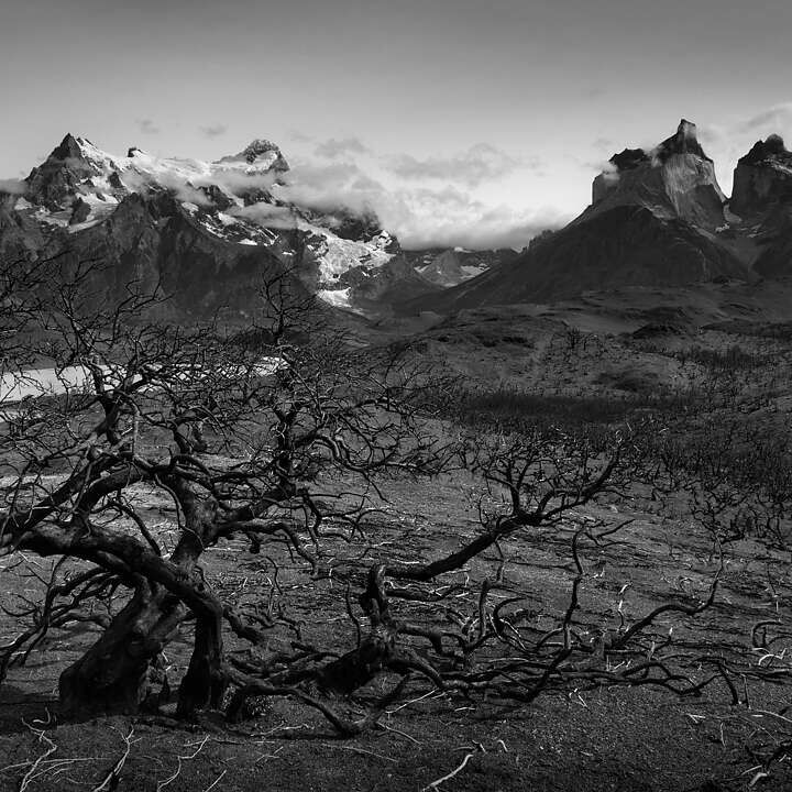 Burned trees in Pqrue Nacional Torres del Paine